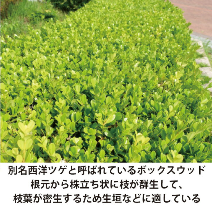 楽天市場】［生産者直送］ボックスウッド 西洋ツゲ 樹高約30cm 15cm 