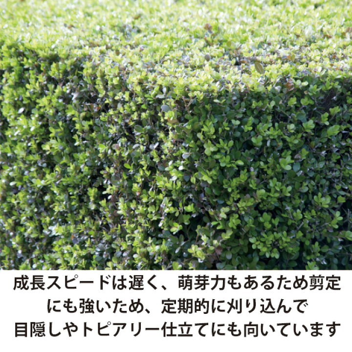 楽天市場】［生産者直送］ボックスウッド 西洋ツゲ 樹高約30cm 15cm 