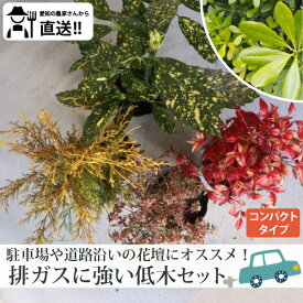 ［生産者直送］駐車場や道路沿いの花壇に！排ガスに強い品種　低木5品種（合計5ポット）セットフィリフェラオーレア・オタフクナンテン・トベラ・アオキ・アベリアコンフェッティ　常緑 植え込み　下草［IO］