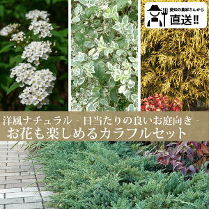 mYҒnԂy߂I肪ǂi`Ȃ@JtZbgRf}EVo[vybgEtBtFI[AEu[pVtBbNmIOn