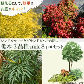 ［生産者直送］これさえ植えたらお洒落なお庭に！低木3品種（合計8ポット）セットフィリフェラオーレア・オタフクナンテン・マホニアコンフューサー　常緑 植え込み　下草［IO］