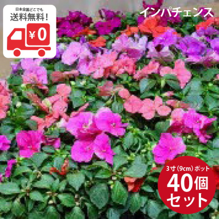 楽天市場 花苗 インパチェンス 40個 セット 3寸 9cmポット ケース販売 まとめ買い 母の日 ギフト 夏の花壇 ガーデニング 苗 一重咲き 一年草 即納 プランター アフリカホウセンカ 母の日 ギフト 学校 会社 ハンギング 寄せ植え ソラニワ 楽天市場 花苗 インパチェンス 40個 セット 3寸 9cmポット ケース販売 まとめ買い 母の日 ギフト 夏の花壇 ガーデニング 苗 一重咲き 一年草 即納 プランター アフリカホウセンカ 母の日 ギフト 学校 会社 ハンギング 寄せ植え ソラニワ