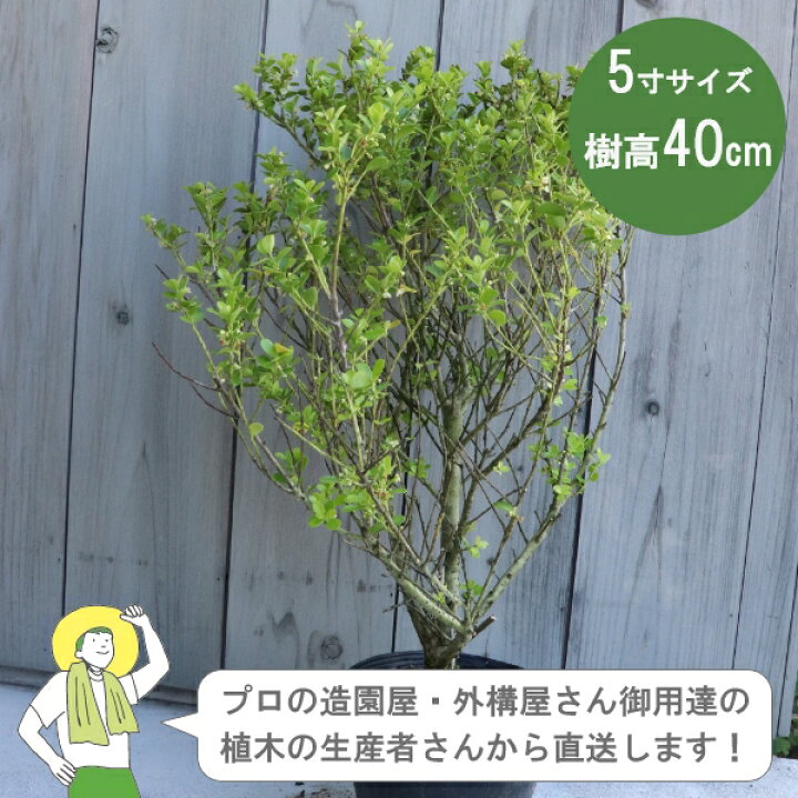 楽天市場】［生産者直送］イヌツゲ 常緑 低木 樹高約40cm 15cmポット 