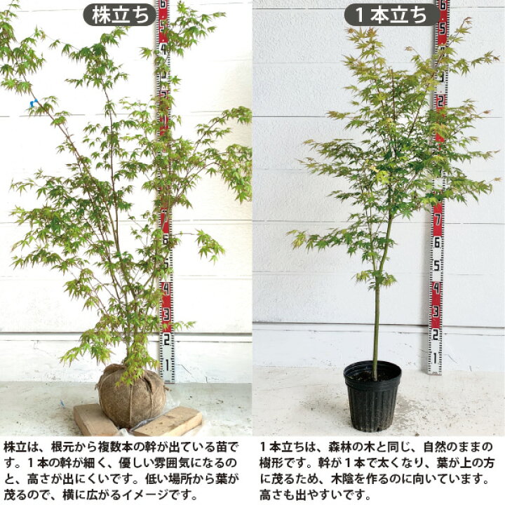 楽天市場】［生産者直送］イロハモミジ 株立ち 樹高約1.3m 送料無料 