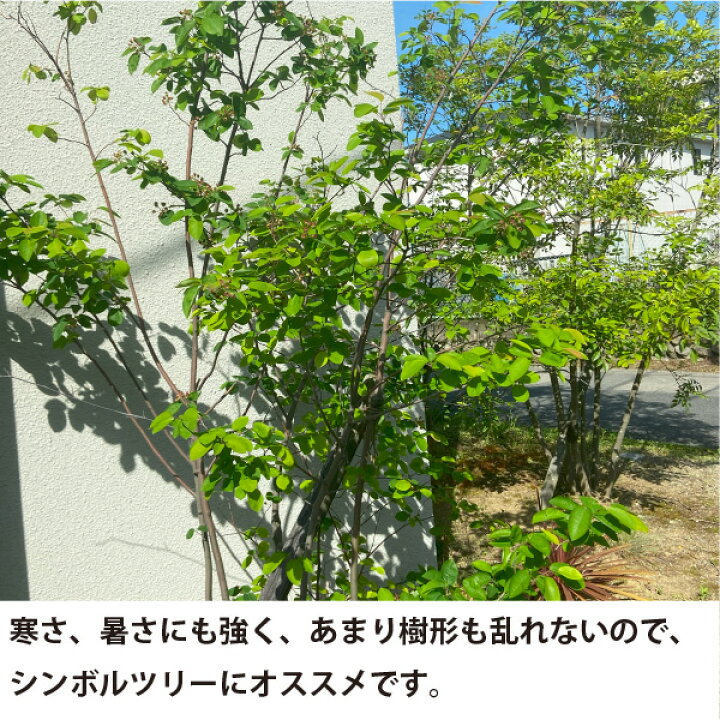 楽天市場】［生産者直送］ジューンベリー 樹高約1.5m 株立ち 送料無料 