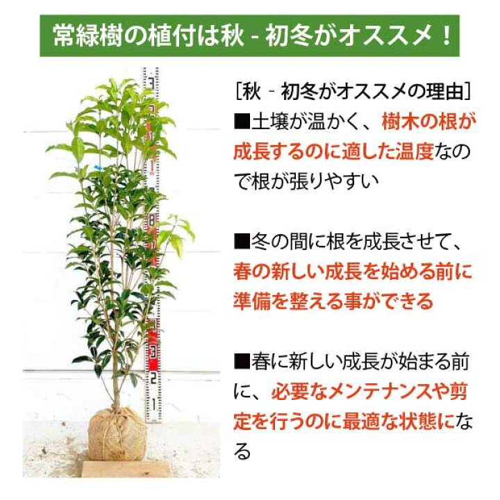 楽天市場】［生産者直送］オリーブ シプレシーノ シプレッシーノ 樹高 