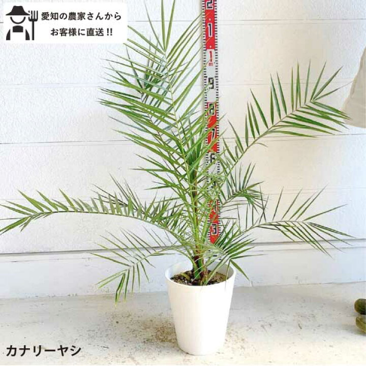 楽天市場】［生産者直送］カナリーヤシ 樹高約0.8m 送料無料 