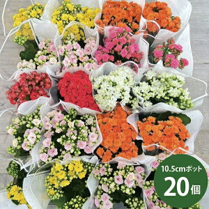 JRG d [Yt[ Mix J[~bNX A ϗtA c 20Zbg (3.5 10.5cm|bg) [H]