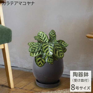 m̔E󂯎MZbgnJeAE}Ri@8TCY@ϗtA@@Vzj [GnCeA@Ă₷@GL]`bN@j@v[g@ItBX