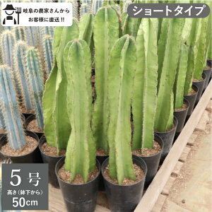 T{e@SʊtiLJNj@V[g^Cvi50cmj@5@1@Vzj ^@CeA@@zj@A@ _꒼mGnlC@@I@