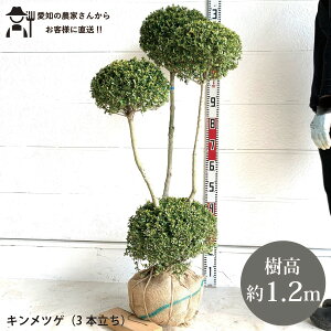 mYҒnLcQ 3{@dā@1.2m@@؁@c؁@V{c[@ A@lC@Β؁mtokitana [A  ѐA
