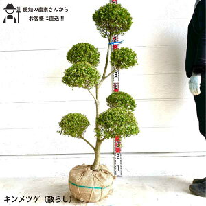 mYҒnLcQ U炵 ʂ炵@@1.3`1.5m@؁@c؁@V{c[@lC@Β a [A  ѐA mtn
