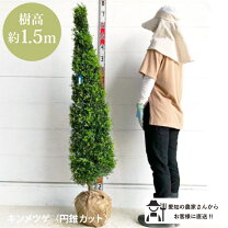 楽天市場】キンメツゲ 1．5mの通販