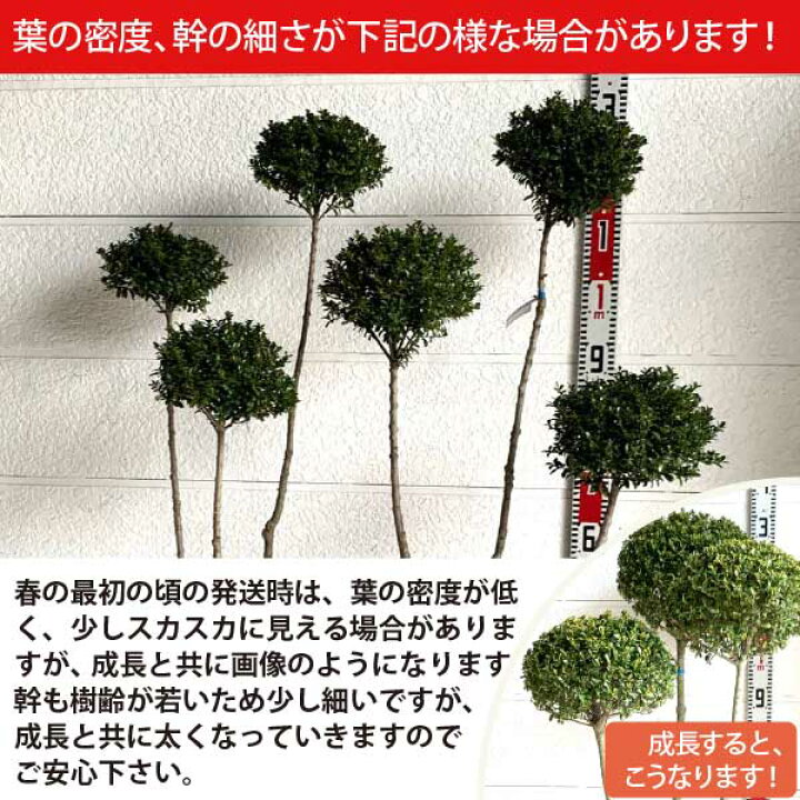 楽天市場】［2026年春発送・予約］キンメツゲ 3本立ち 仕立て 樹高約 