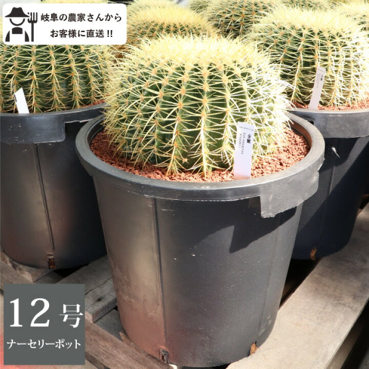 金鯱 キンシャチ サボテン（引取限定）