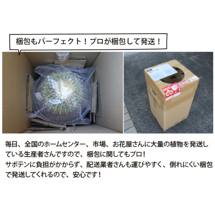 楽天市場】キンシャチ 金シャチ 金鯱 サボテン 12号鉢 1鉢 新築祝い 