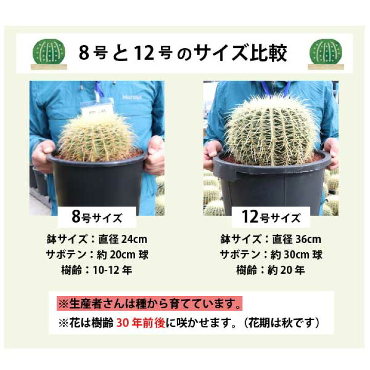 楽天市場】キンシャチ 金シャチ 金鯱 サボテン 8号鉢 2鉢セット 新築 