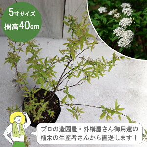 mYҒnRf} 30-40cm 15cm|bg _@_@A؁@t Á@mIOn