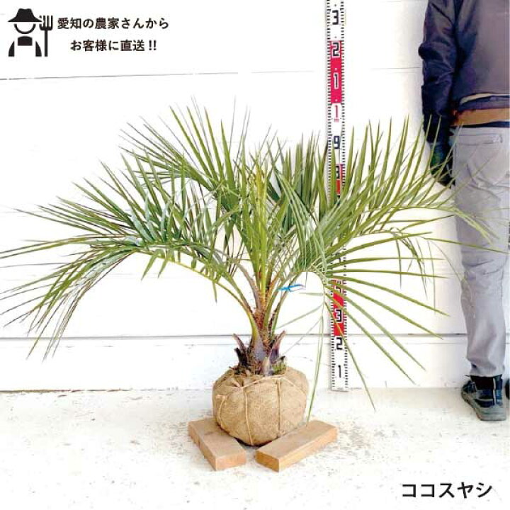楽天市場】［生産者直送］ココスヤシ 樹高約0.8-1m 南国ガーデン 送料 