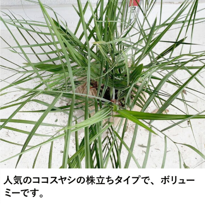 楽天市場】［生産者直送］ココスヤシ 株立ち（小） 樹高約60cm 耐寒性 