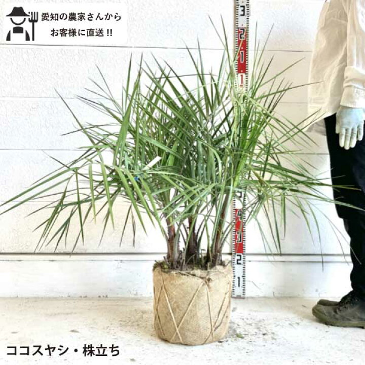 楽天市場】［生産者直送］ココスヤシ 株立ち 樹高約60cm 南国ガーデン 