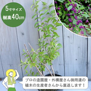 mYҒnRTL 30-40cm 15cm|bg 3_@_@A؁@t Á@mIOn