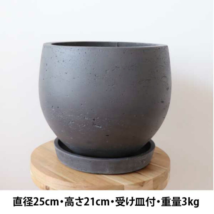 楽天市場】［陶器の鉢・受け皿セット］フィロデンドロン クッカバラ 根 