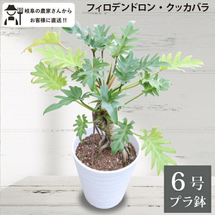 楽天市場】フィロデンドロン クッカバラ 根上がり 6号鉢 1～5個セット 