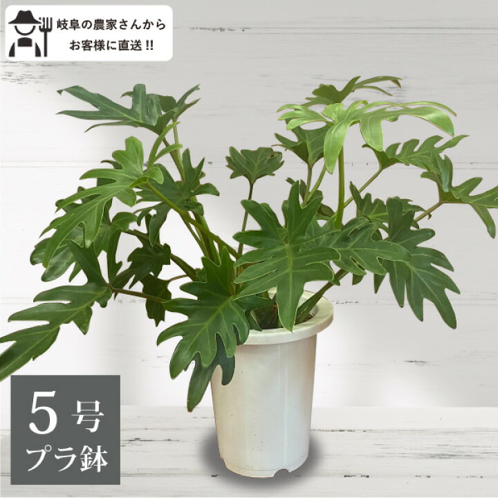 楽天市場】フィロデンドロン クッカバラ 5号鉢 観葉植物 室内 新築祝い 