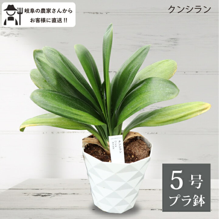 楽天市場】クンシラン ダルマ系 達磨系 5号鉢 観葉植物 室内 新築祝い 