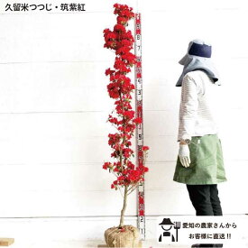 ［生産者直送］久留米ツツジ（筑紫紅）　樹高約1.8m　送料無料　植木　庭木　常緑低木　苗木　シンボルツリー　人気　植栽［t］