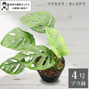 }hJY Xe 4@ϗtA@@Vzj ^@CeA@@zj@A@ _꒼mGn@@c@v