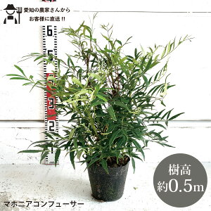mYҒn}zjA Rt[T[@50cm@@؁@c؁@؁@ A@lC@ΐ؁@iqqCMiemtokitan