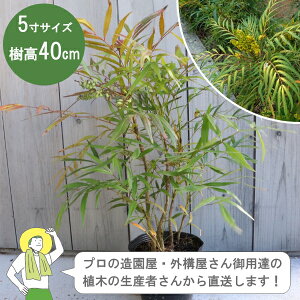 mYҒn}zjA@Rt[T 40cm 15cm|bg A؁@Β Á@mIOn