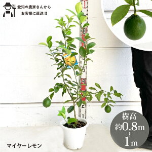 mYҒnC[i}C[j@1m@@؁@c؁@V{c[@ A@lC@t₷@΁@ƌmtn~Jȁ@ʎ