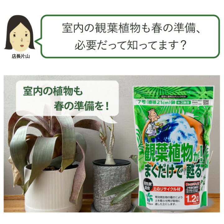 楽天市場 自然応用科学 観葉植物が まくだけで甦る 12l 1 2lx10 7号鉢 約30杯分 室内 多肉 サボテン 土替え マルチング 大型観葉植物 植え替え ウンベラータ パキラ コウモリラン などの春の準備に 鉢植え ソラニワ 楽天市場 自然応用科学 観葉植物が まくだけで甦る 12l 1 2lx10 7号鉢 約30杯分 室内 多肉 サボテン 土替え マルチング 大型観葉植物 植え替え ウンベラータ パキラ コウモリラン などの春の準備に 鉢植え ソラニワ