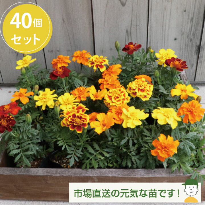 楽天市場】マリーゴールド カラーミックス 40個 セット (3号 9cmポット  