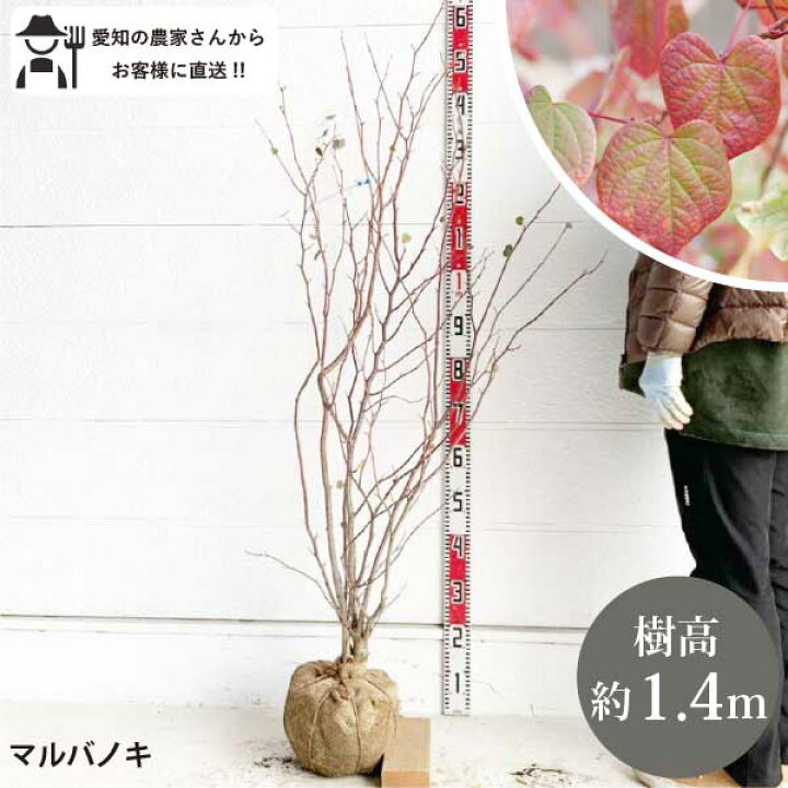 楽天市場】［生産者直送］マルバノキ 樹高約1.4m 送料無料 庭木 苗木 