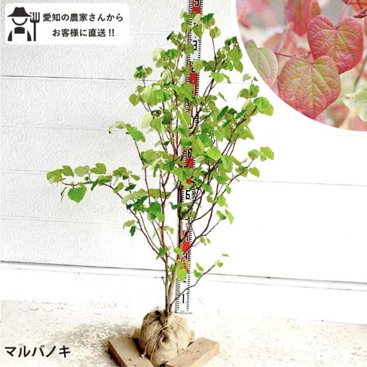 楽天市場】［生産者直送］マルバノキ 樹高約1.4m 送料無料 庭木 苗木 