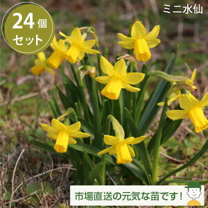 ~j tete a tete eB^eB^ ␫  e[^e[g~jXCZ ԕc 24 Zbg(3.5 10.5cm|bg) P[X̔ s꒼ wZ ct ۈ牀   ʃe^e^ `^`^ e^eb