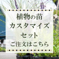 お庭の品種mixセットのカスタマイズセット購入のお客様専用　 ［GM］