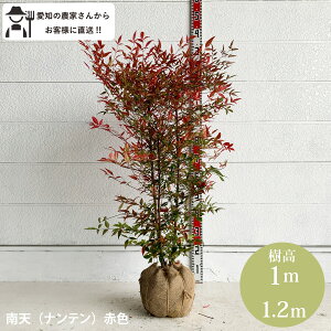 mYҒnV@ie@ԐF@@100`120cm@Β؁@@؁@c؁@_@ a@gtmtn