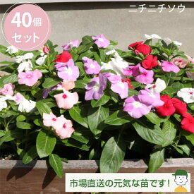 ニチニチソウ カラーミックス 40個 セット (3号 9cmポット) ケース販売 夏の花壇 日日草 ビンカ 日々草 まとめ買い　日々草 花苗 [H]