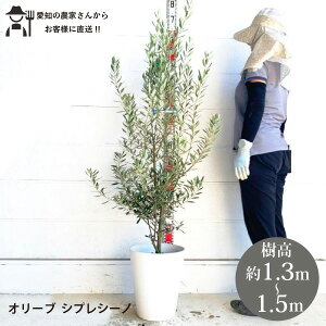 �m���Y�Ғ����n�I���[�u�@�V�v���V�[�m�@�V�v���b�V�[�m�@������1.3-1.5m�@��ԁ@���������@��؁@�c�؁@�V���{���c���[�@ ���A���@�l�C�@��Β�ؐV�z�j���@�L�O���@�w�������mt�n