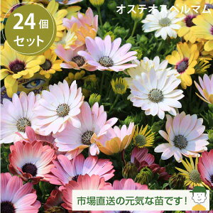 t`̉Ԓd IXeIXy} AL OhLjI 3.5 24ZbgmHnAtJfCW[