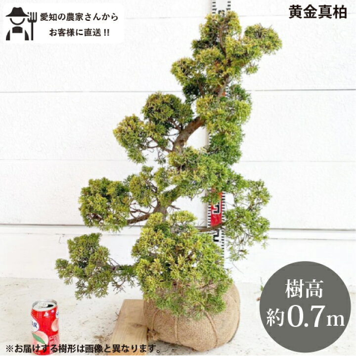 楽天市場】［生産者直送］黄金真柏 樹高約70cm 送料無料 庭木 苗木 