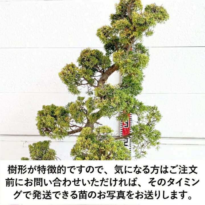 楽天市場】［生産者直送］黄金真柏 樹高約70cm 送料無料 庭木 苗木  