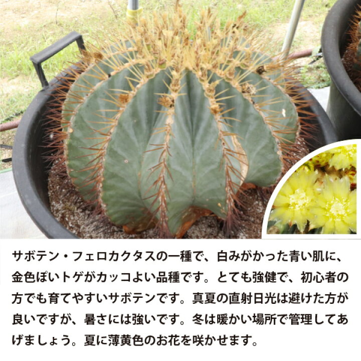 楽天市場】王冠竜 オウカンリュウ サボテン フェロカクタス 7号鉢 セラ 