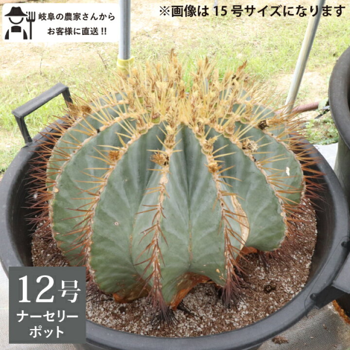 楽天市場】王冠竜 オウカンリュウ サボテン フェロカクタス 12号鉢 1鉢 