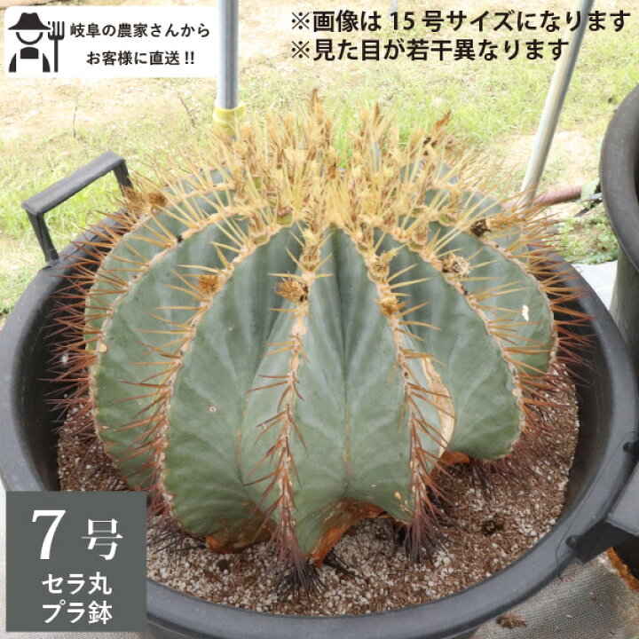 楽天市場】王冠竜 オウカンリュウ サボテン フェロカクタス 7号鉢 セラ 
